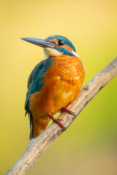 Common kingfisher perched on branch in Malaga, Spain