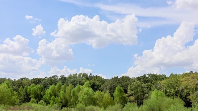 Native Texas forest beneath the vast eternal sky, framed by impressive white clouds that highlight the grandeur of the natural landscape.
