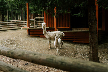 Fototapeta premium White alpaca mother and her young baby standing together in a wooden