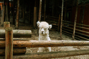 Obraz premium White alpaca standing behind a wooden log fence in a shaded farm