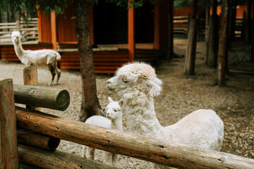 Obraz premium White alpacas stand near a wooden fence inside an outdoor enclosure
