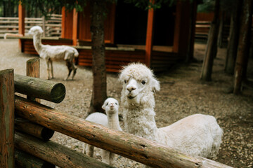 Obraz premium White alpacas standing together in an outdoor wooden enclosure