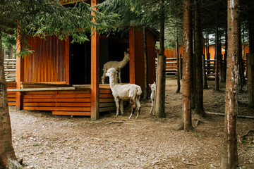 Obraz premium White alpacas standing near a wooden shelter in a forest enclosure