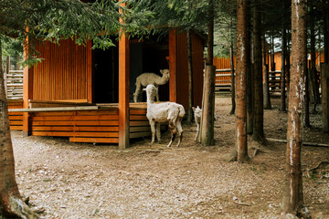 Fototapeta premium White alpacas resting near a wooden shelter in a forest area during