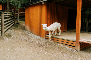 Fototapeta premium White baby alpaca stepping out of a wooden shelter in a farm