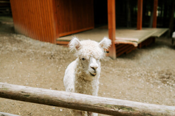 Obraz premium White alpaca standing behind a wooden fence at a farm during the day