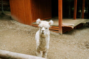 Obraz premium White alpaca standing and eating hay in an outdoor wooden barn