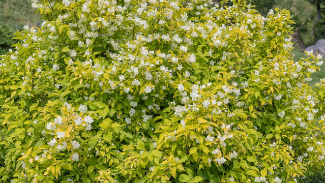 Lush flowering shrub covered in small white blossoms and bright yellow-green foliage in a garden.