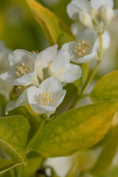 Close-up of white jasmine flowers with yellow stamens and green leaves in soft sunlight