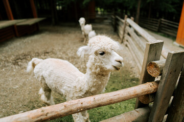 Fototapeta premium White alpaca standing behind a wooden fence at a farm on a bright