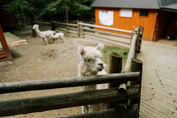 Fototapeta premium White alpaca standing behind a wooden fence at a farm during the day
