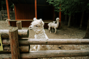 Fototapeta premium White fluffy alpaca standing behind a wooden fence at a farm during
