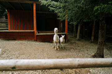 Obraz premium White alpacas standing near a wooden building in a forest area