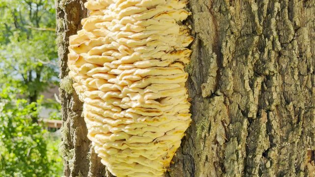 A large yellow shelf fungus grows on a tree trunk on Valaam, Lake Ladoga. This fascinating natural sight evokes a curious and peaceful feeling.