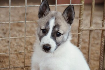 Cute white and gray husky puppy portrait with pointed ears in kennel © Karen Images
