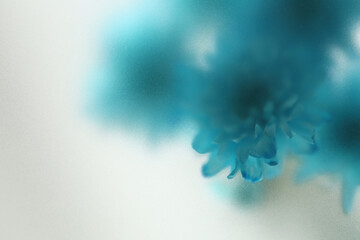 Fototapeta premium Smoke selected soft focus blue chrysanthemum aster Flower through translucent matte frosted glass. Abstract natural blurred grain light fog background.
