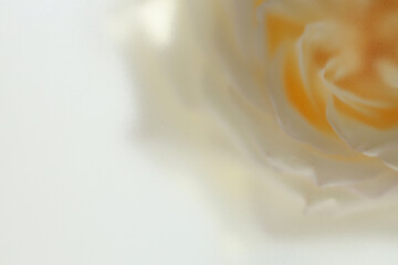 Fototapeta premium Smoke selected soft focus cream beige white Rose Flower bud Petals through translucent matte frosted glass. Abstract natural blurred grain light fog background.
