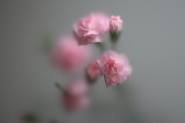 Fototapeta premium Smoke selected soft focus pink carnation Flower through translucent matte frosted glass. Abstract natural blurred grain light fog background.
