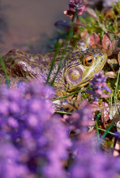 Female American bullfrog hidden among pond shore vegetation
