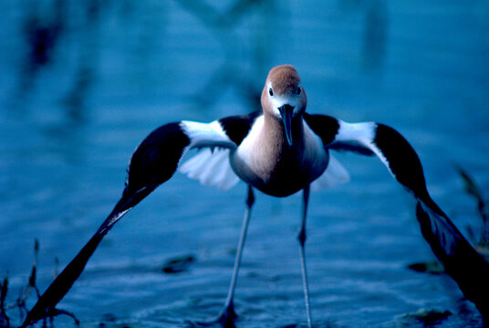 American Avocet perform broken-wing display near nest