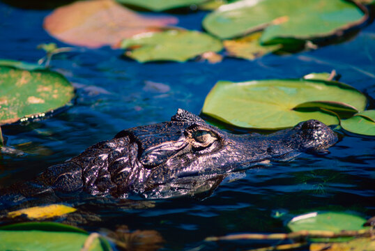 American alligator cruise among waterlily pads in Georgia