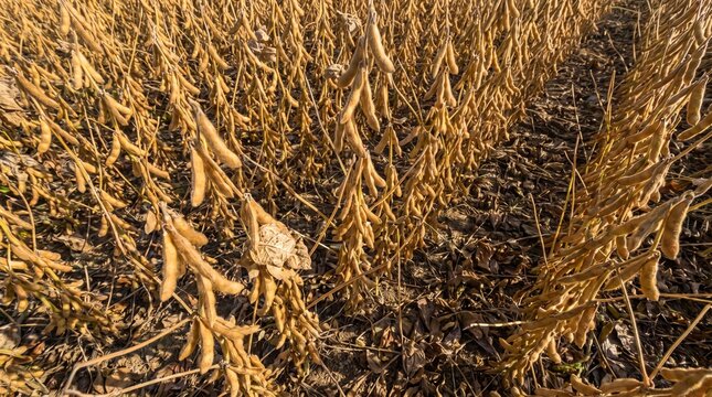 Golden mature soybean crop in agricultural field ready for harvest, ripe soy bean plants on farmland, dry autumn harvest background