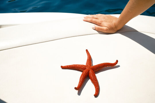 Starfish on white boat deck beside blue water
