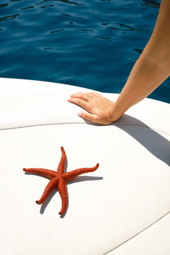 Starfish on white poolside deck beside blue water