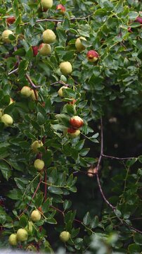 A close-up shot, taken in a vertical frame, of fresh fruits ripening on the branches of a jujube tree covered in raindrops.