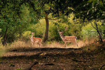 Fallow Deer Buck and Doe in a Forest Clearing at Golden Hour © Boglrka
