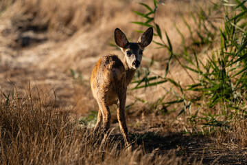 Young Roe Deer Standing in Dry Grassland at Golden Hour © Boglrka