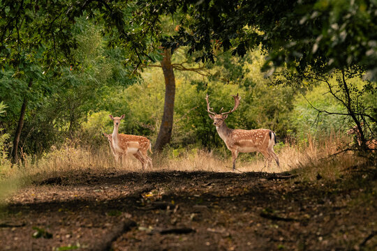 Fallow Deer Buck and Doe in a Forest Clearing at Golden Hour
