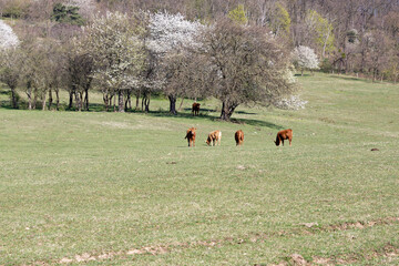Cows grazing peacefully in a lush green meadow surrounded by blooming trees © Levente Varga