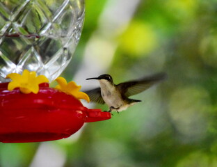 Fototapeta premium Hummingbird
