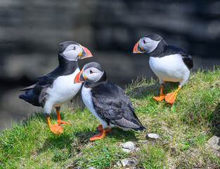 Atlantic Puffin on the Seacoast © John