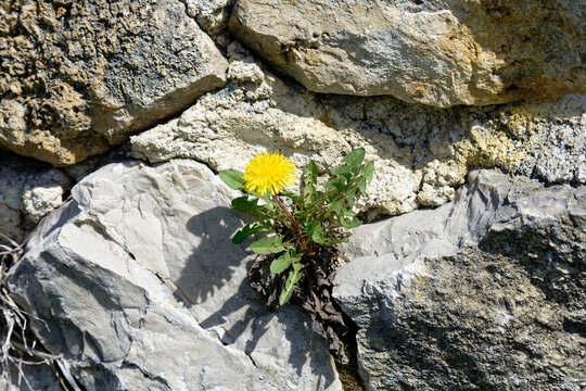 Resilient dandelion flower blooms defiantly from a rocky crevice