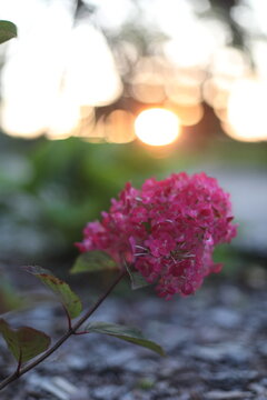 Selective focus on beautiful bush of blooming pink Hydrangea or Hortensia flowers in summer or in autumn on a sunny day. Natural background.
