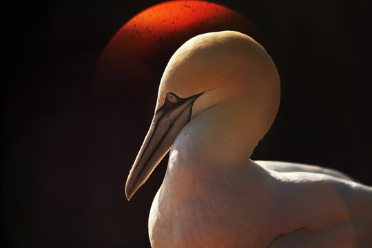 Atlantic gannet portrait with red orb in dark background
