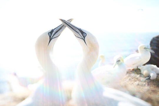 Atlantic gannet pair in luminous pictorialist seabird portrait