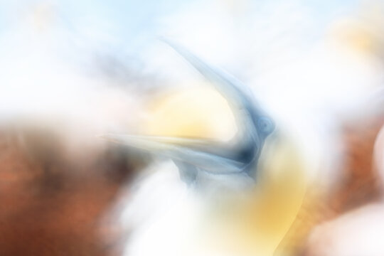 Abstract pictorialism portrait of an Atlantic gannet
