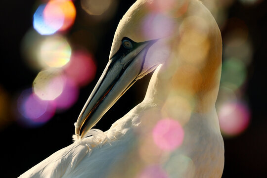 Atlantic gannet portrait with colorful bokeh and soft light