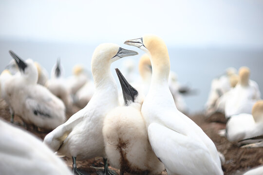Atlantic gannet family with chick at coastal breeding colony