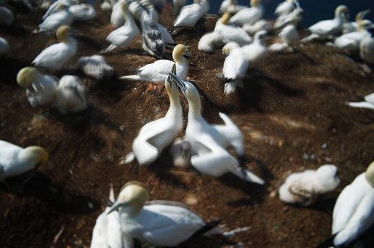 Atlantic gannet colony in artistic pictorialist motion blur