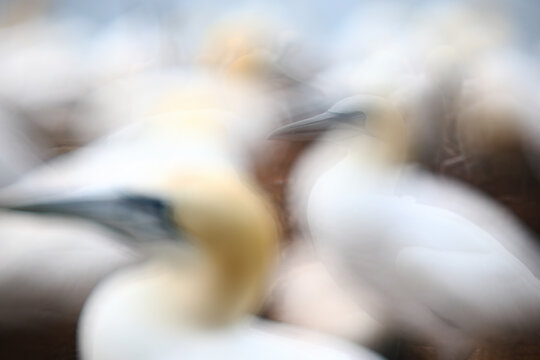 Artistic motion blur of Atlantic gannet colony