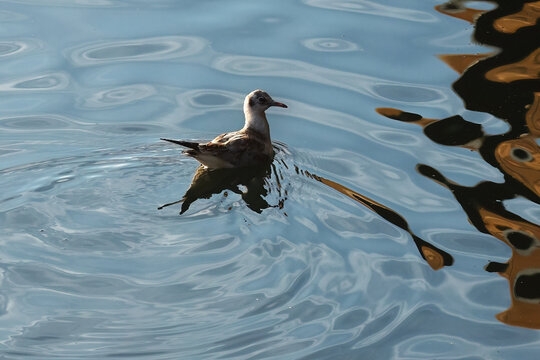 Seagull floating on rippled blue water with reflections