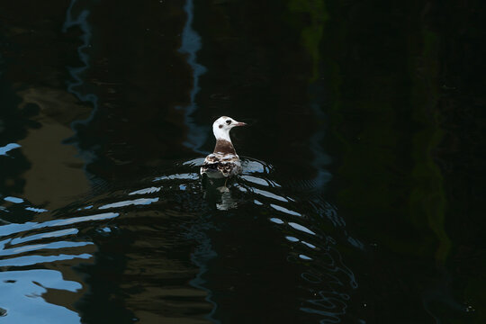 Seagull floating on dark water with circular ripple