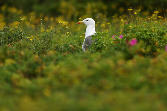 Seagull amid wildflower meadow in soft focus landscape