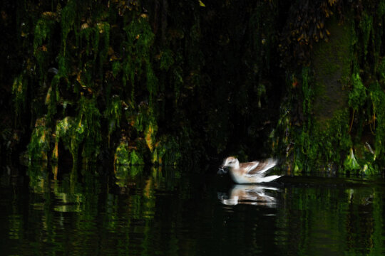 Waterfowl glide across dark reflective forest pond