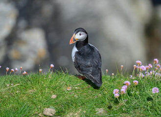 Atlantic Puffin on the Seacoast © John