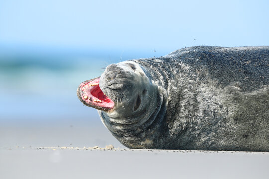 Sea lion face with open mouth and long whisker closeup